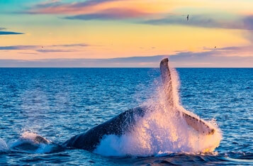 Ripple Whales With at Least 10 Million XRP Reach an All-Time High as Spark Token Airdrop Looms